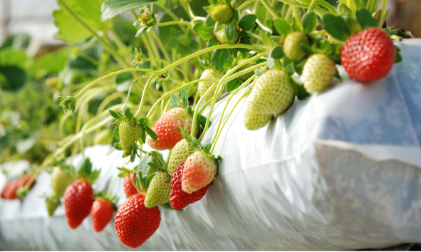 Fresas cultivadas en sustrato a base de turba en un invernadero profesional