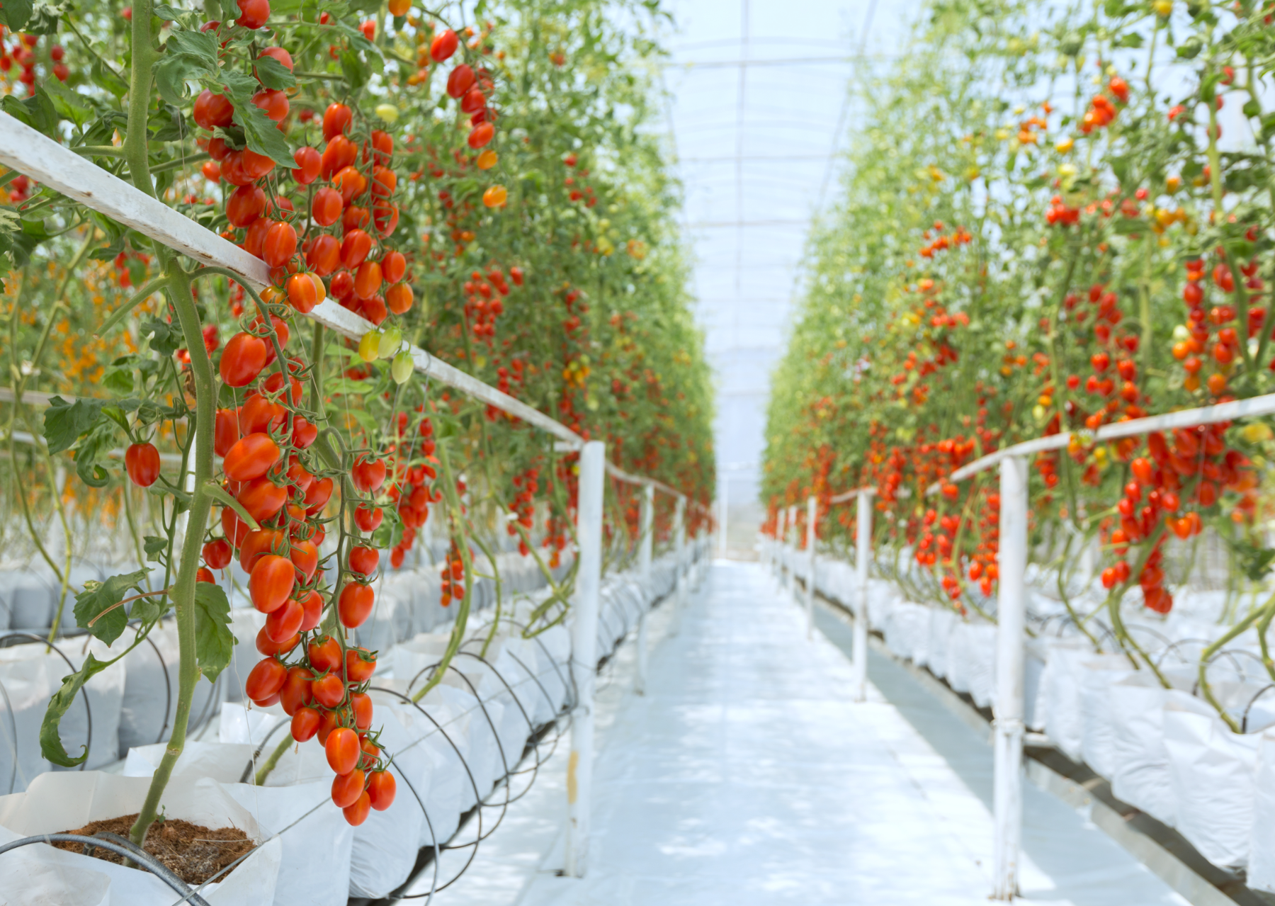 Vine tomatoes in a professional greenhouse on substrate bags with drip irrigation