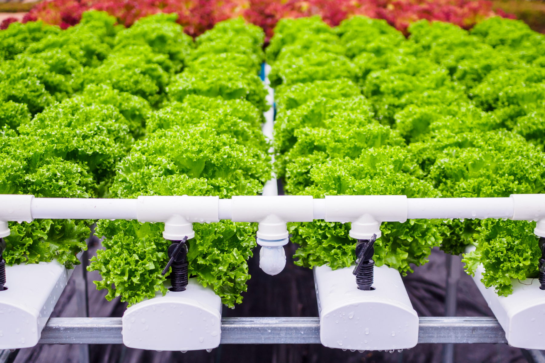 Lechuga en un sistema profesional de cultivo hidropónico con tuberías nutritivas blancas