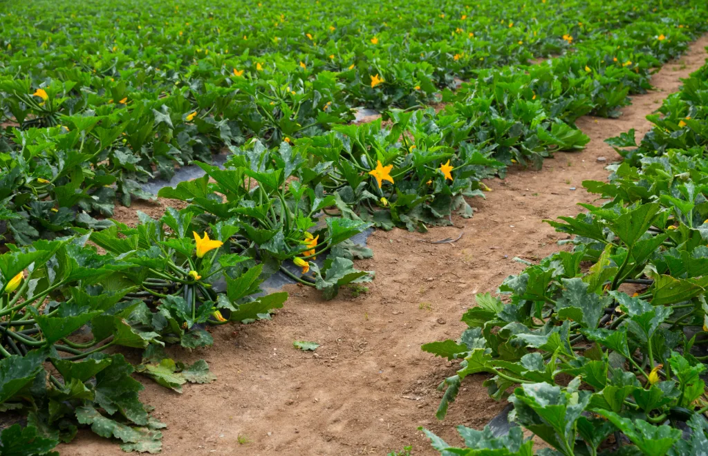 Culture de courgettes en plein champ avec irrigation goutte-à-goutte entre les rangs