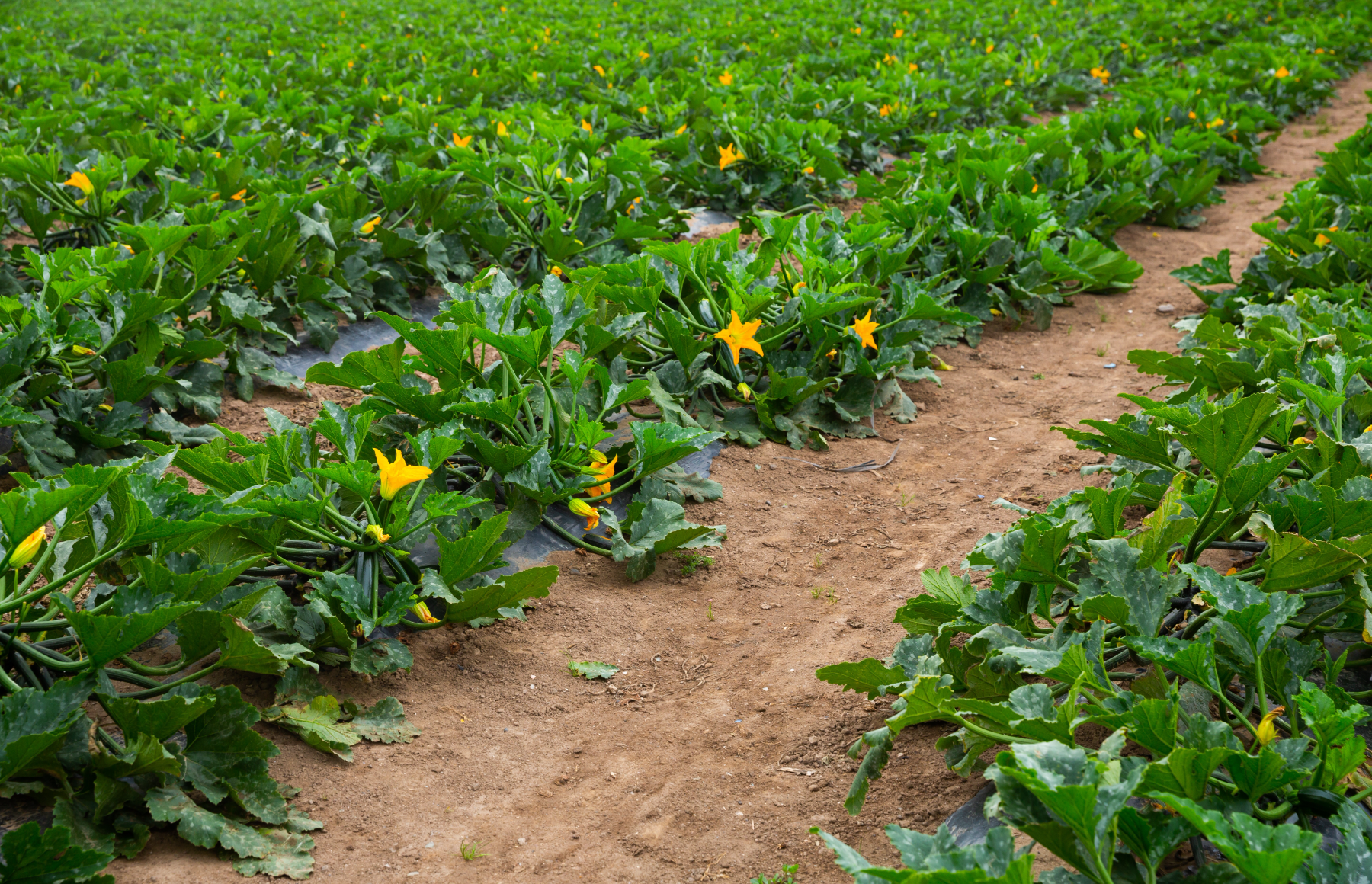 Cultivo de calabacín en campo abierto con riego por goteo entre las hileras
