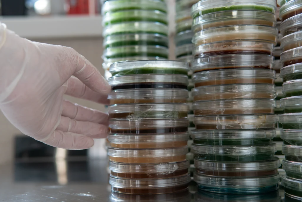 Main gantée près de boîtes de Petri empilées contenant des milieux de culture, en laboratoire