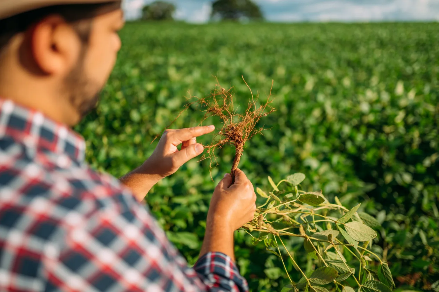 Grower examining the root system of a soybean plant in the field