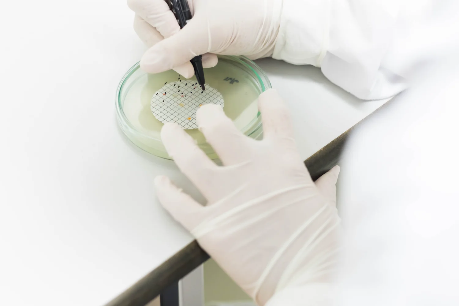 Gloved hands marking colonies on a membrane filter in a Petri dish