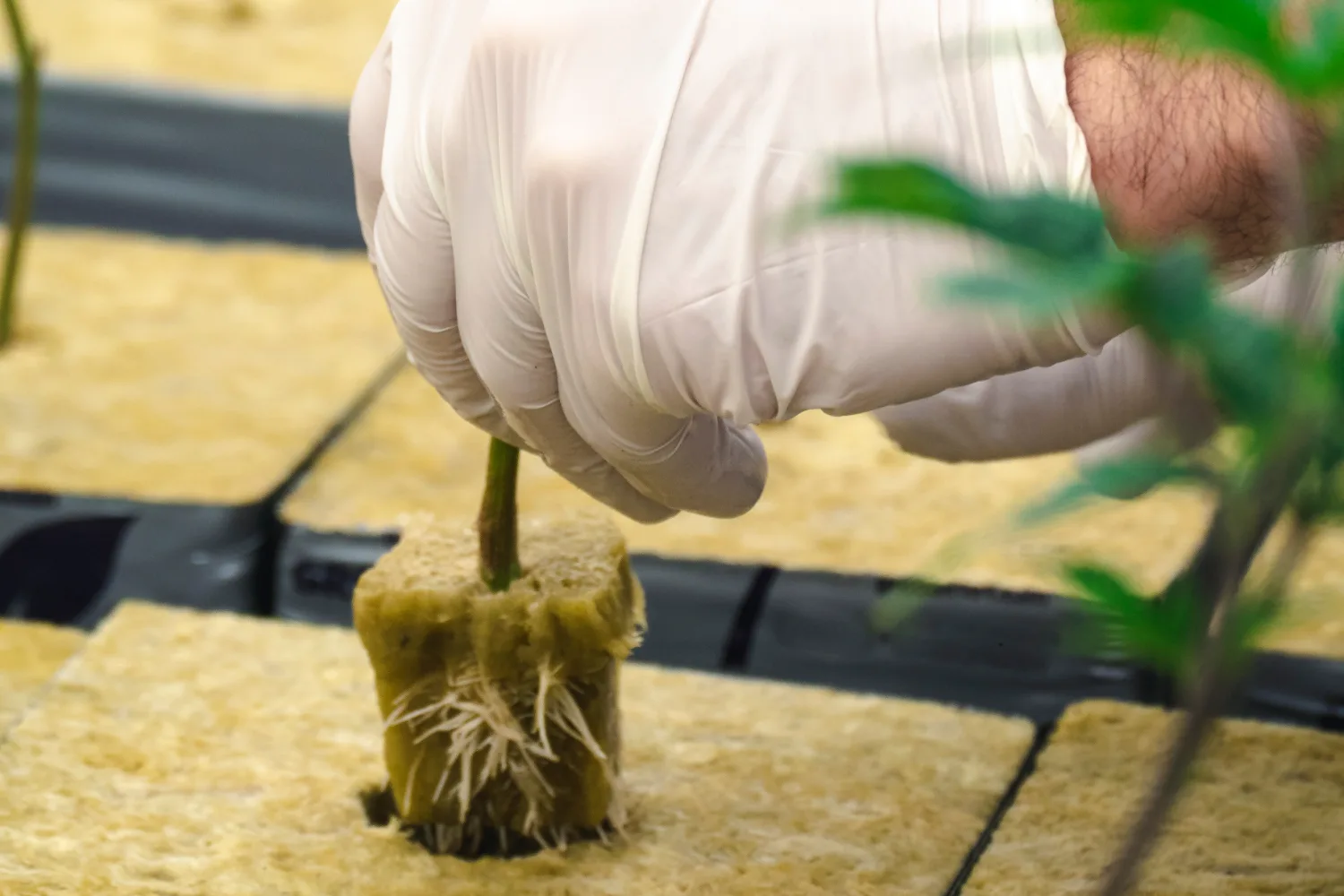 Gloved hand placing a young plant with a rooted stone wool plug into a new stone wool block