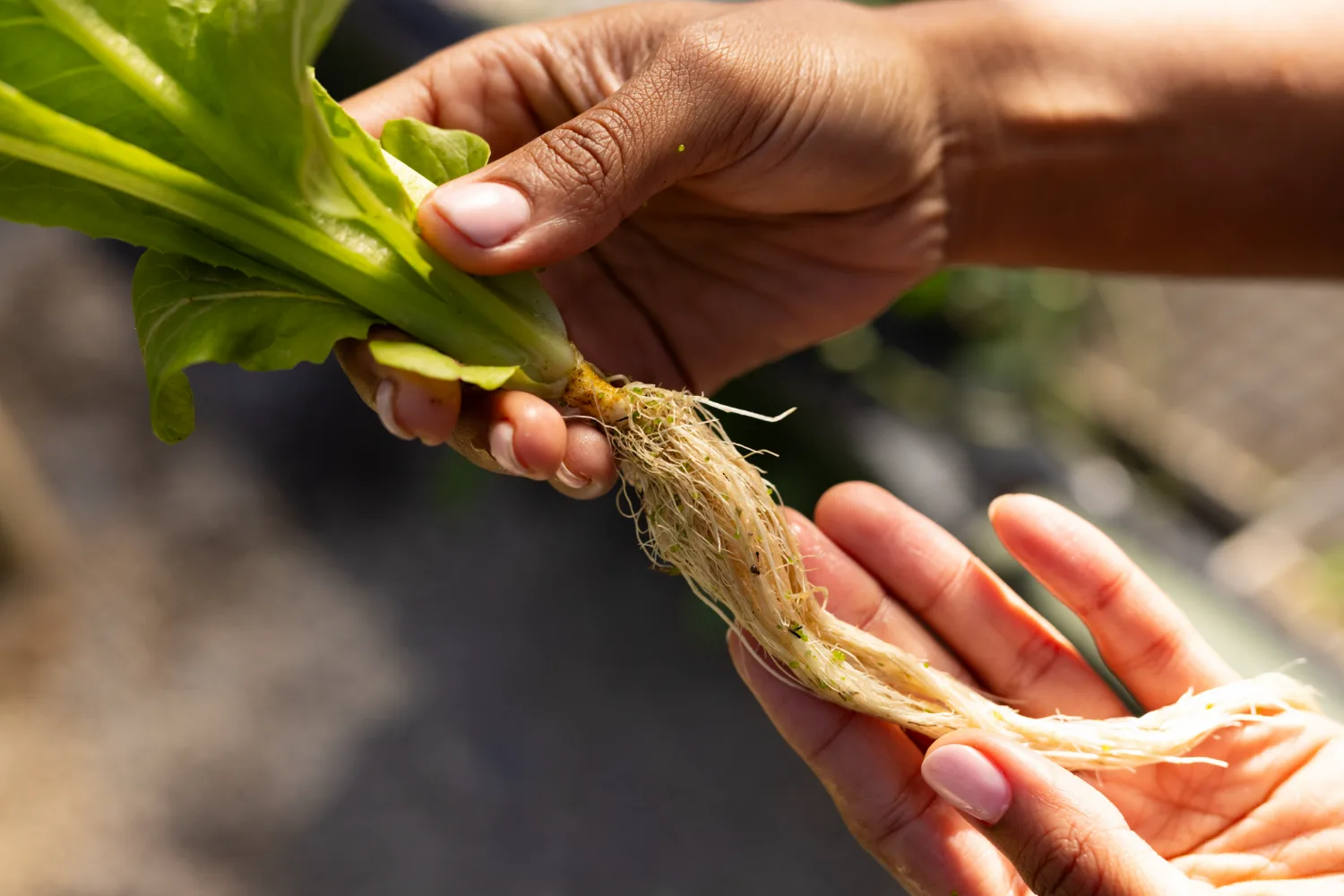 Hands examining the root system of a young lettuce plant