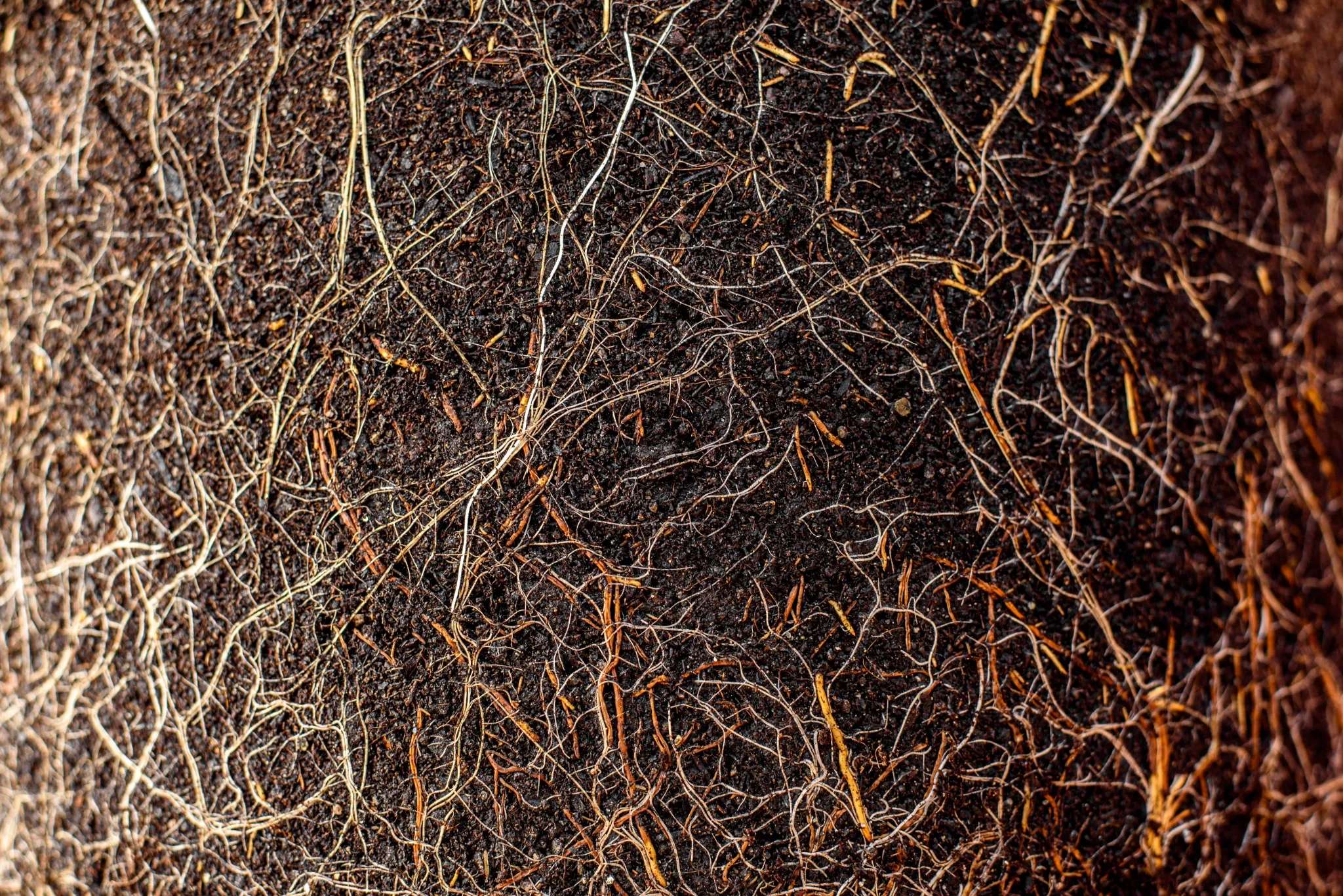 Dense network of fine roots running through dark soil
