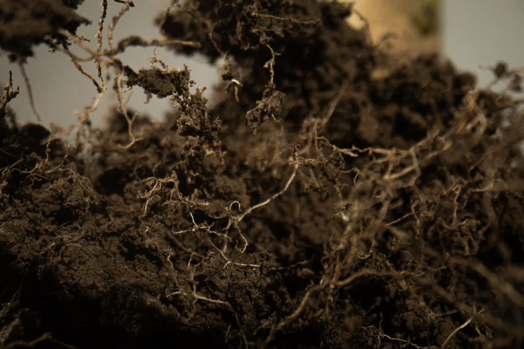 Close-up of fine roots in dark, crumbly soil