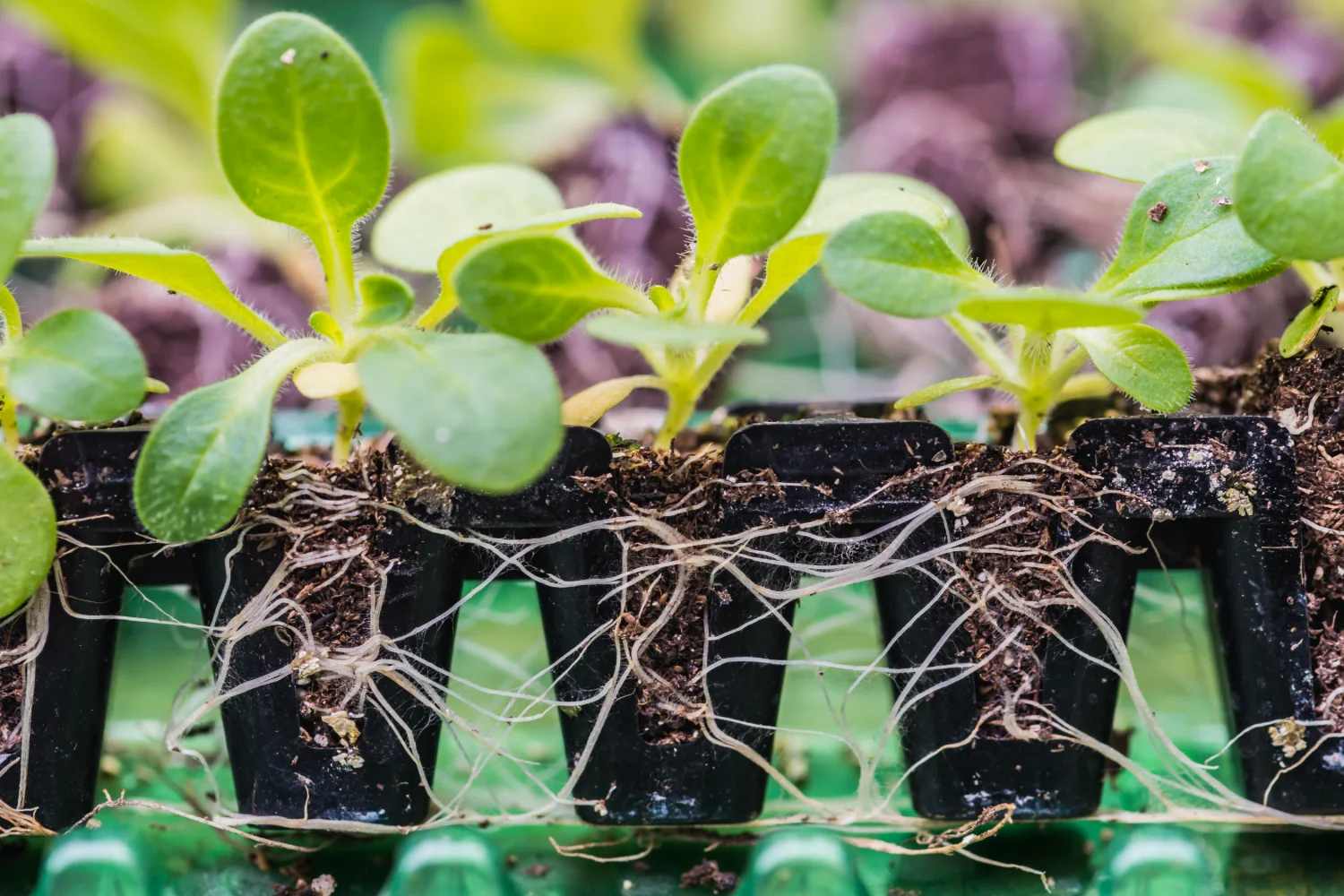 Young plants in a propagation tray with roots visibly growing through the cells
