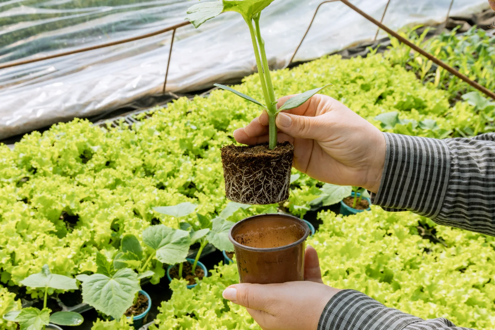 Hand holding a young plant with a well-rooted root ball above its pot in a greenhouse