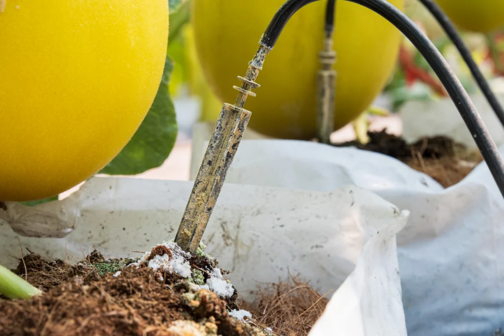 Goutteur piqué dans un sac de substrat avec un léger dépôt blanc, entre des plants de melon en serre