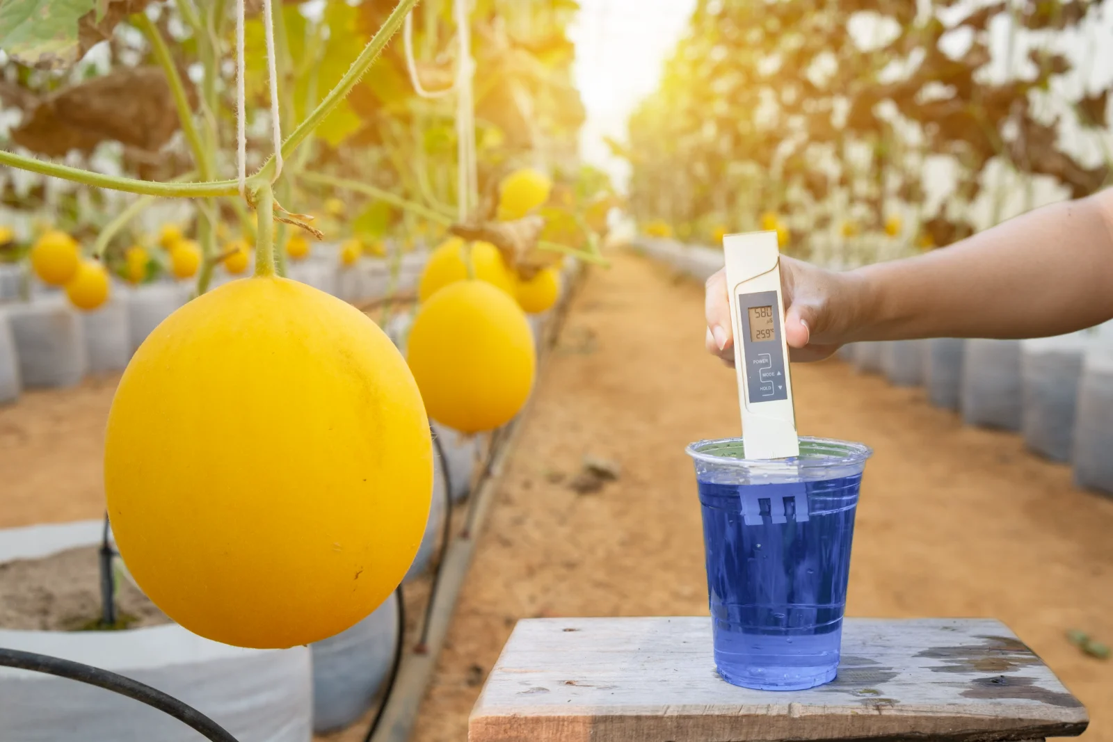 Main qui mesure la CE de l’eau d’irrigation avec un appareil dans une serre de melons