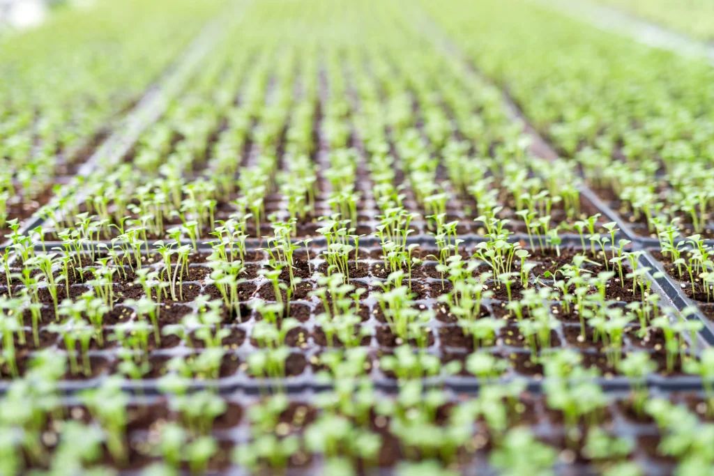 Young seedlings in propagation trays with substrate in a greenhouse