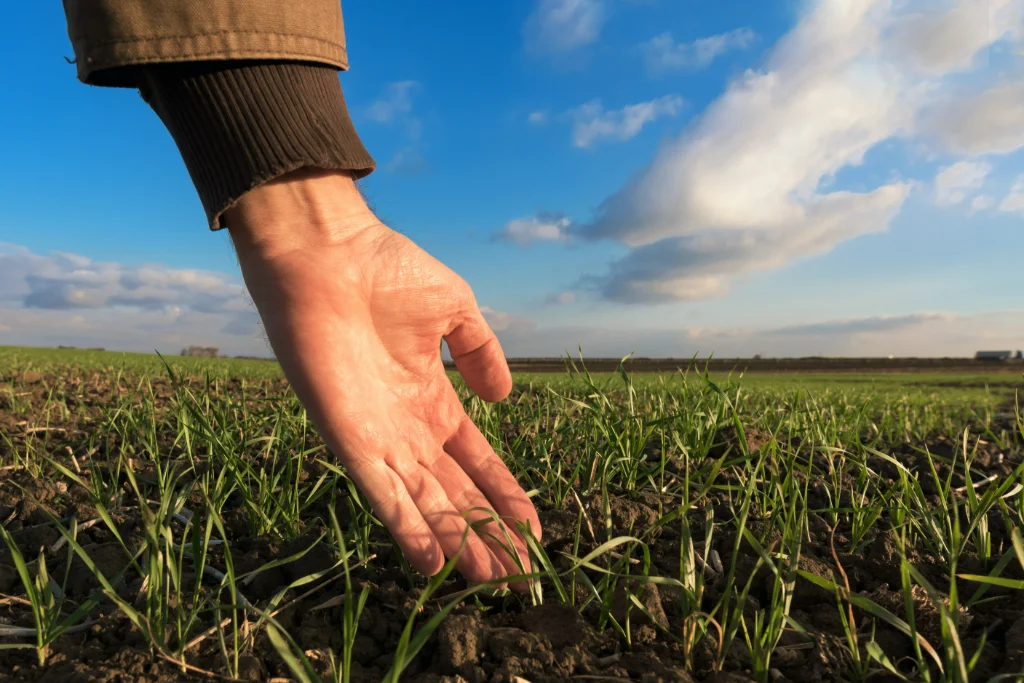 Mano de un productor sobre plantas jóvenes de cereal en el campo