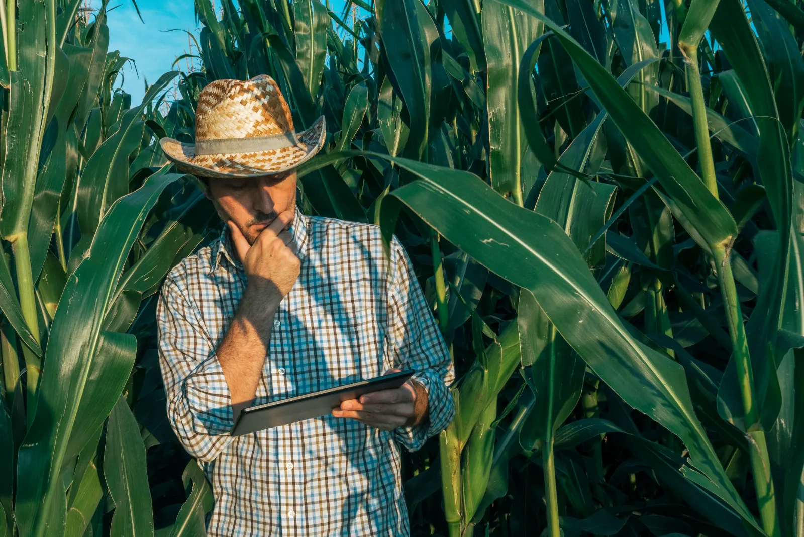 Grower in a straw hat checking a tablet in a corn field