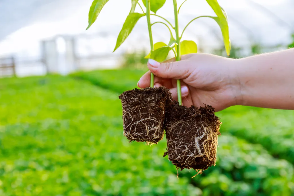 Hand holding two young plants with visible white roots in their substrate plugs above a greenhouse crop
