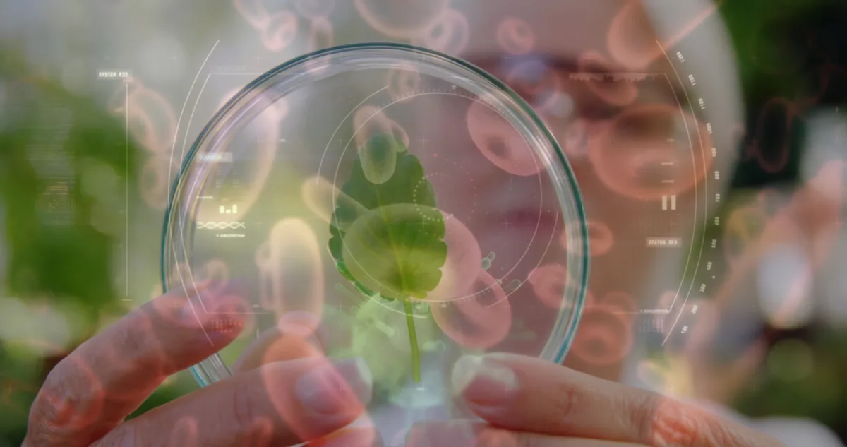Petri dish with a plant leaf and microorganisms
