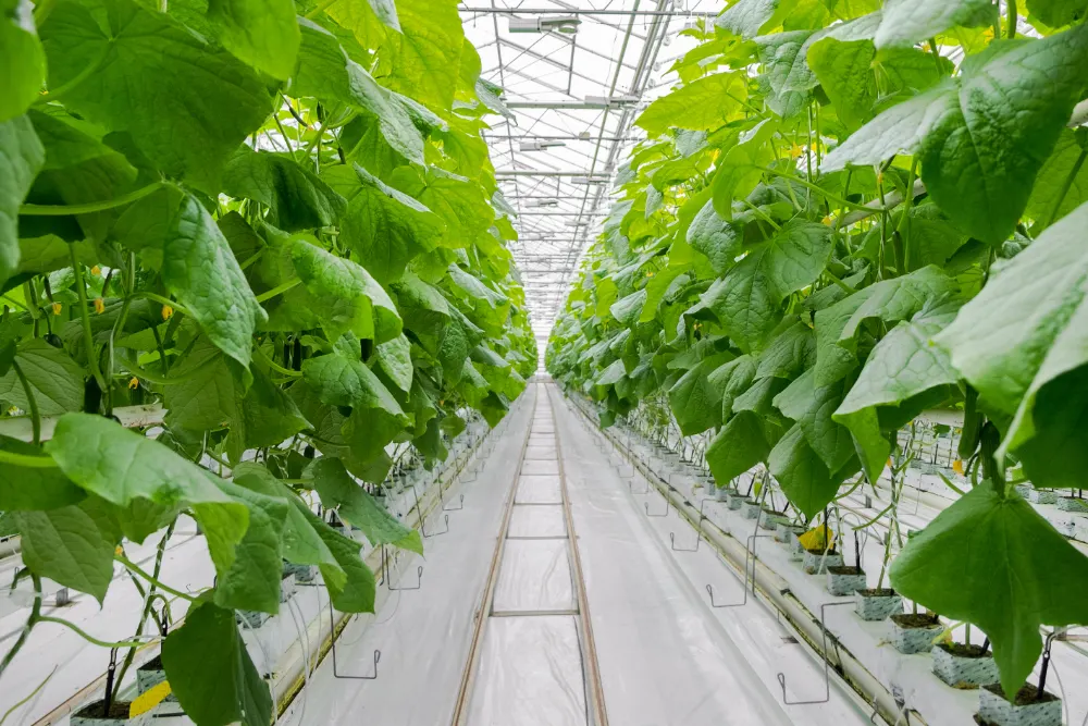 Rows of cucumber plants in a professional greenhouse