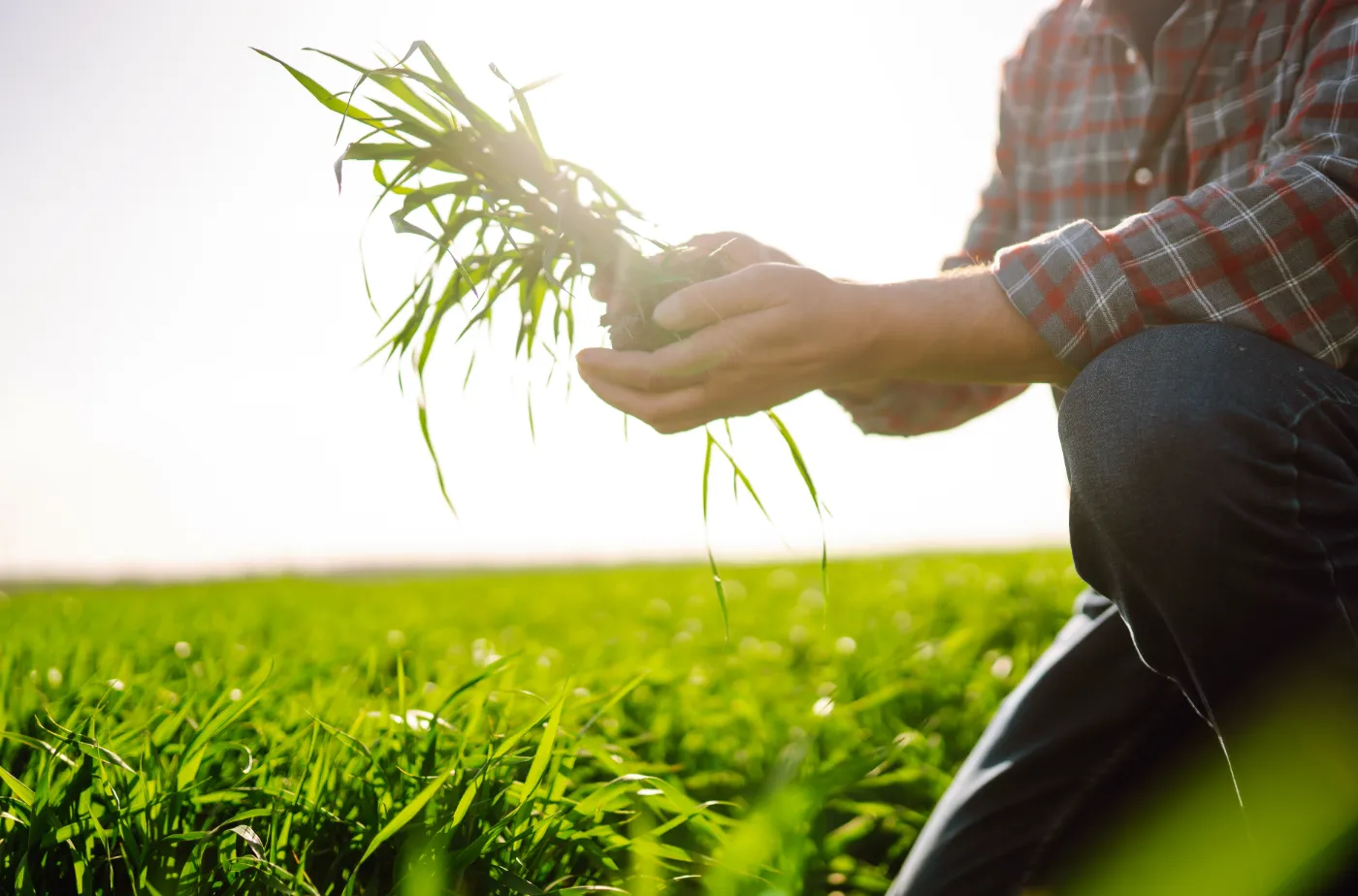 Grower holding young cereal plants with soil in a green field