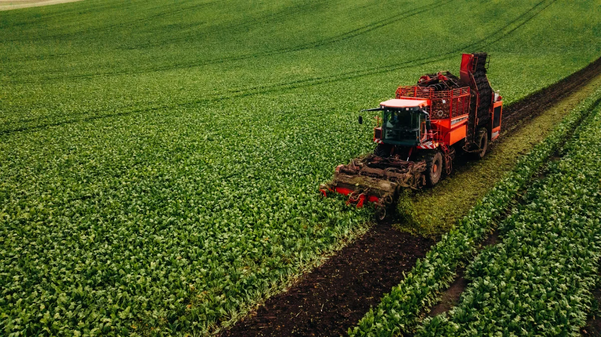 Sugar beet harvester working in a green field