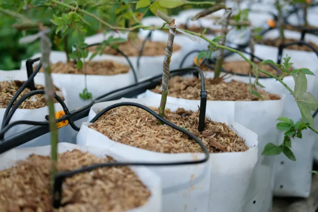 Drip lines with emitters in grow bags filled with substrate