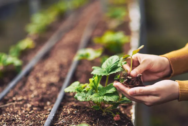 Hands holding a young strawberry plant with its root ball above a growing gutter with drip lines