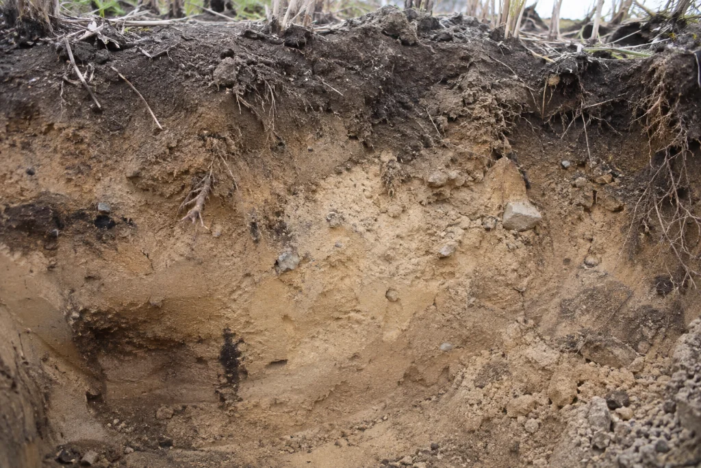 Cross-section of sandy soil with natural soil structure and crop roots