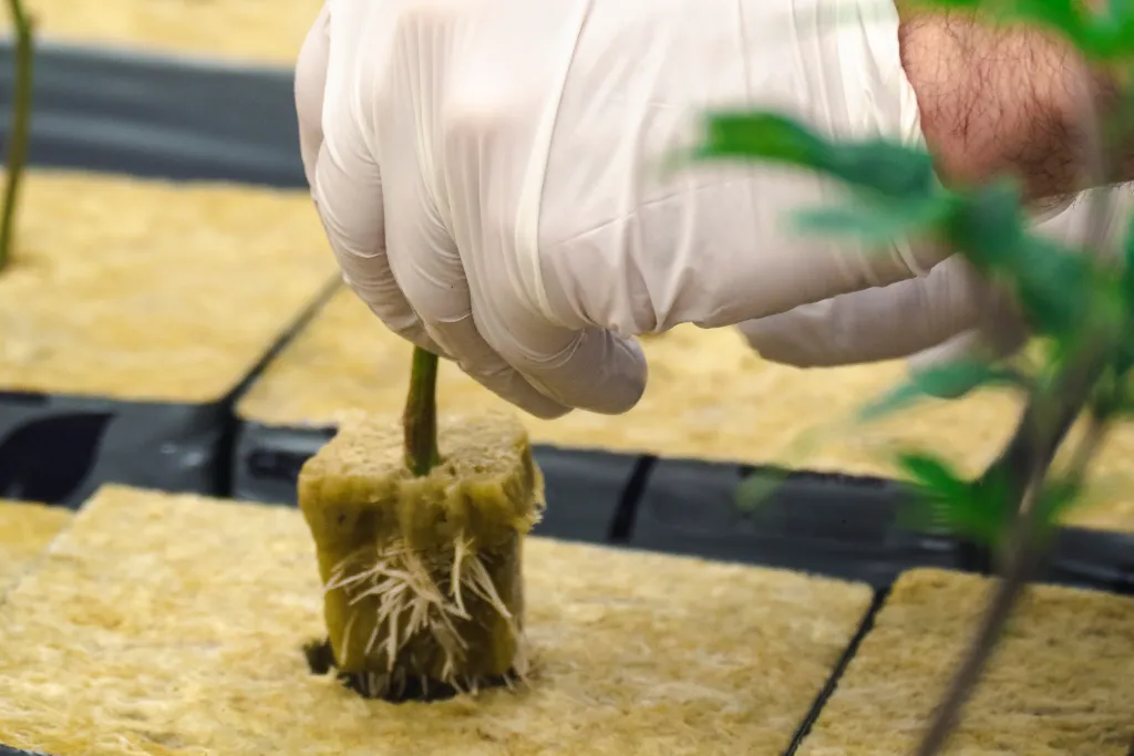 Gloved hand placing a young plant with a stone wool plug onto a stone wool block in the greenhouse