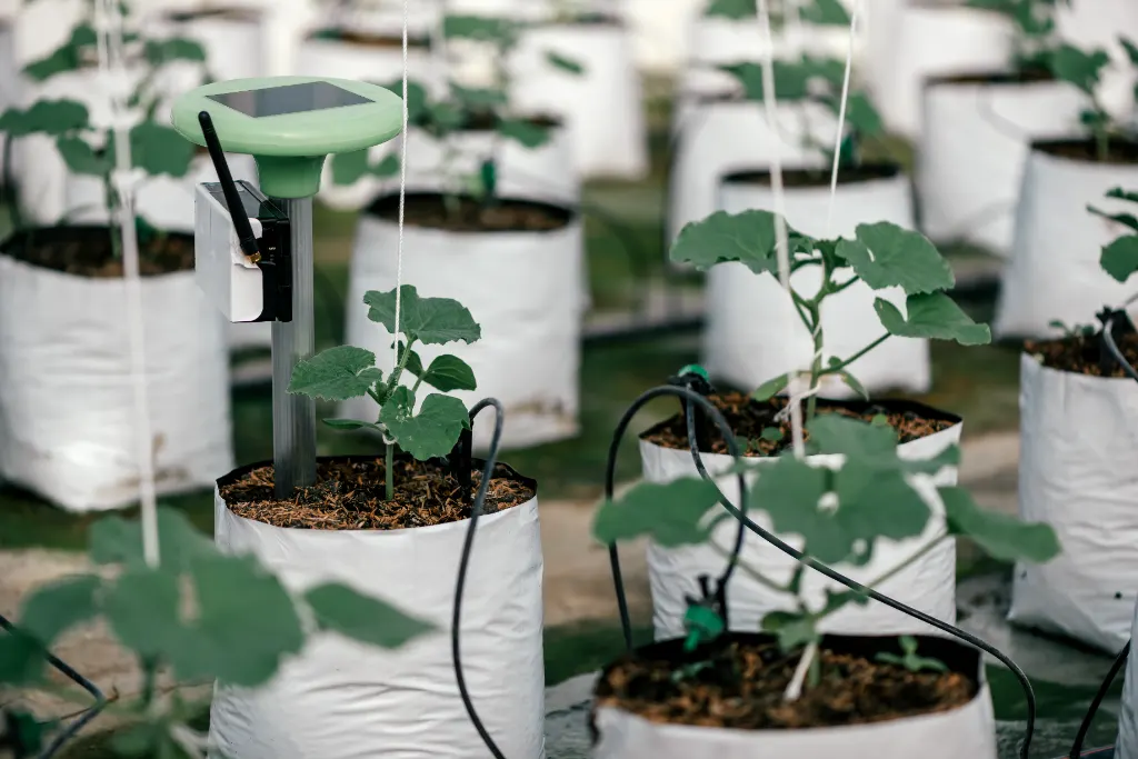 Young crops in substrate bags with drip irrigation and a soil sensor in a professional greenhouse