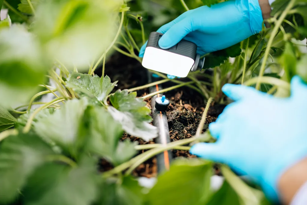 Main gantée vérifiant un goutteur sur une conduite goutte-à-goutte entre des plants de fraisier