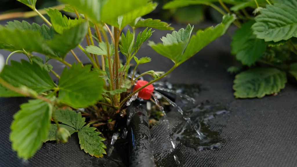 Drip line delivering water at the base of a strawberry plant