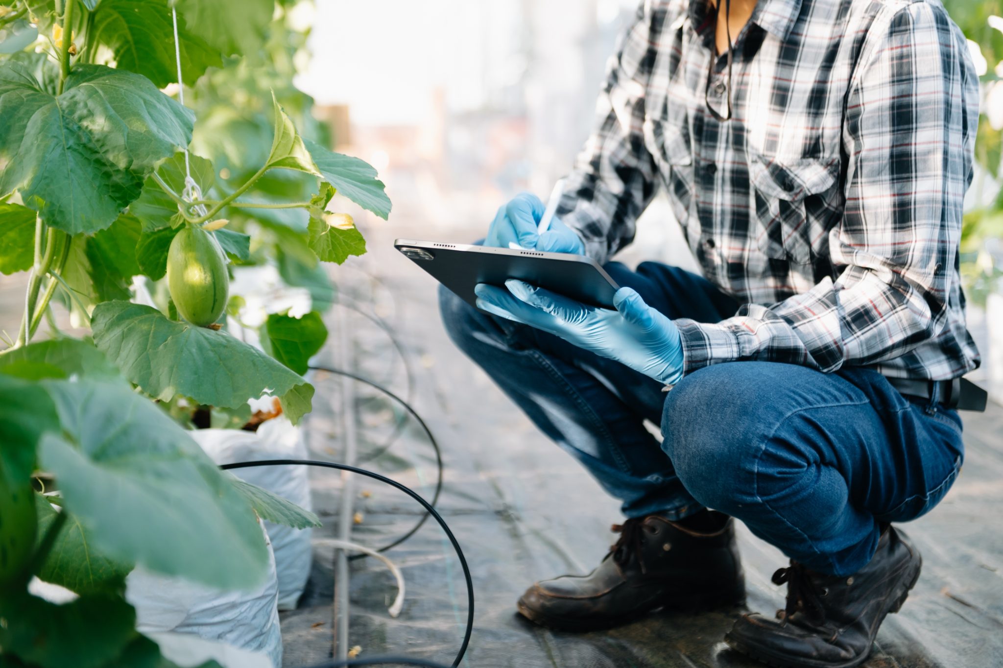 Teler met tablet bij een gewasrij op substraat in een professionele kas