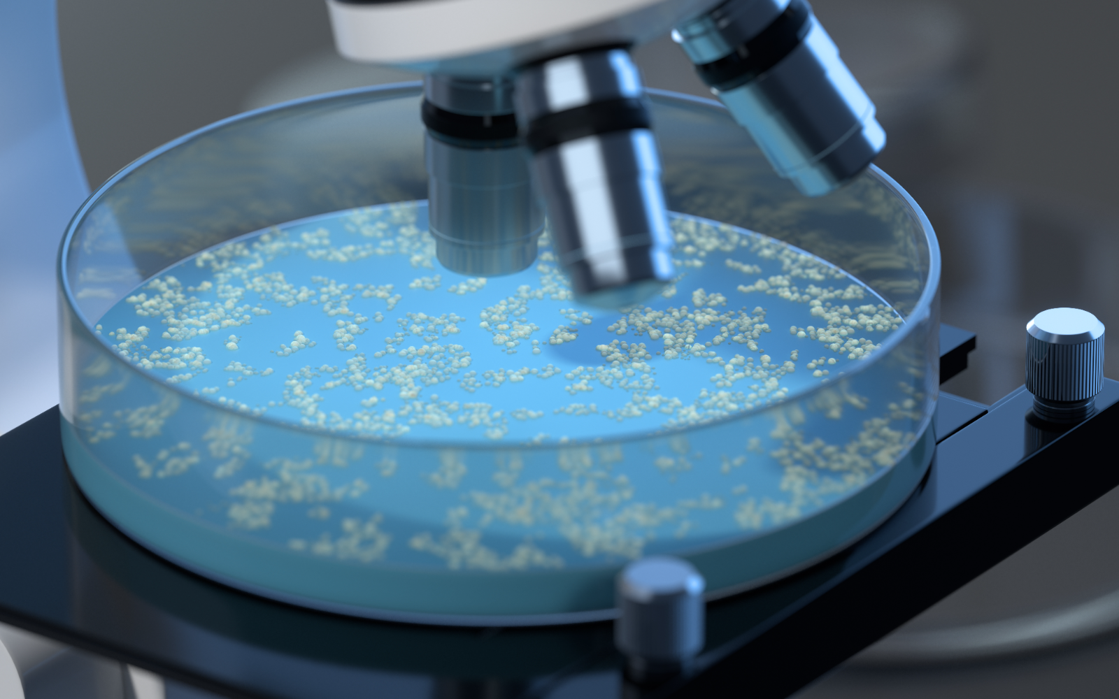 Petri dish with bacterial colonies under a microscope