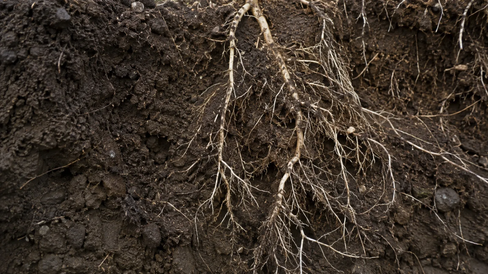 Healthy root system in biologically active soil