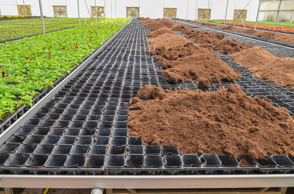 Coco coir next to propagation trays on a growing bench in a greenhouse