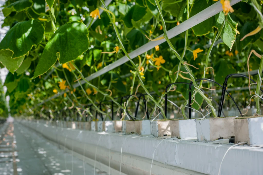 Cucumber plants on rock wool blocks with drip emitters in a professional greenhouse