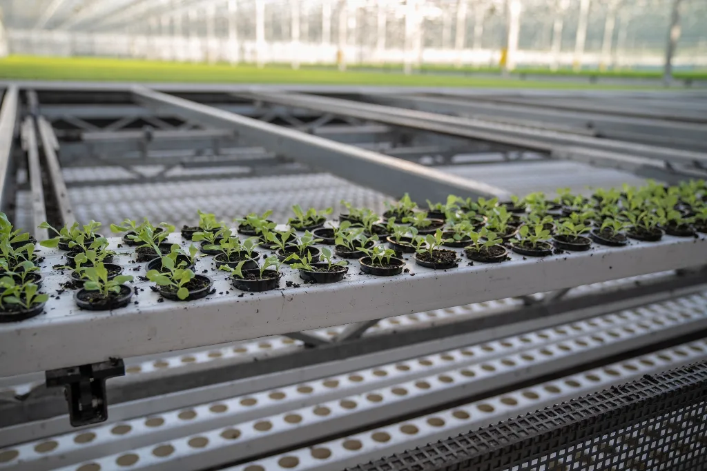 Young plants in potting mix on a growing gutter in a greenhouse