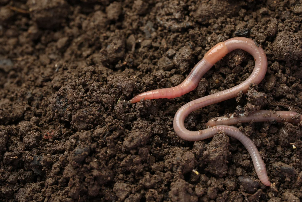 Earthworms in crumbly, dark soil
