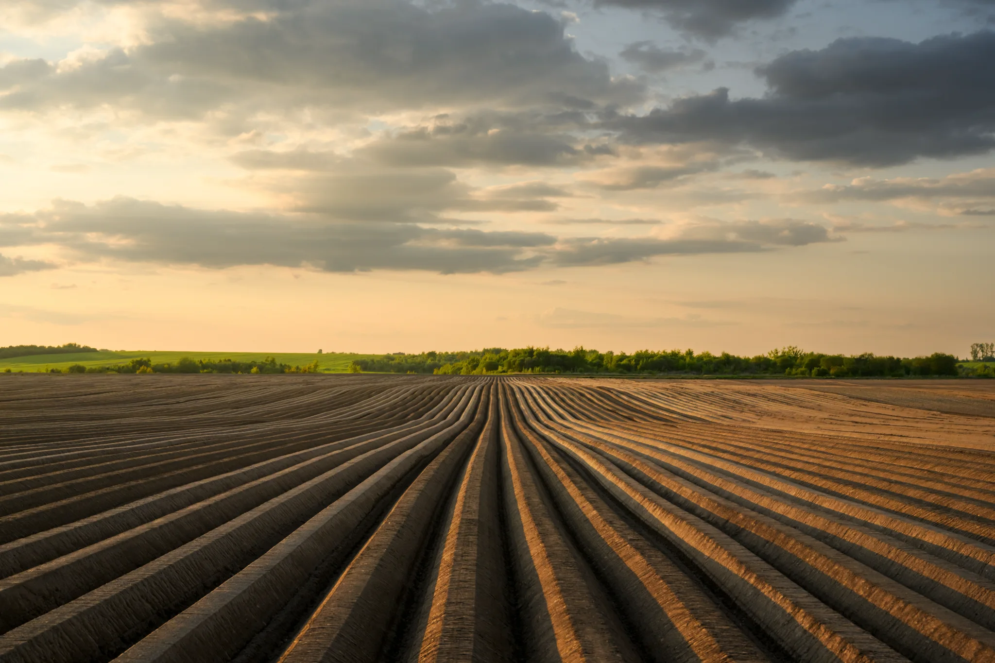 Field with earthed-up ridges at sunset, with a row of trees on the horizon