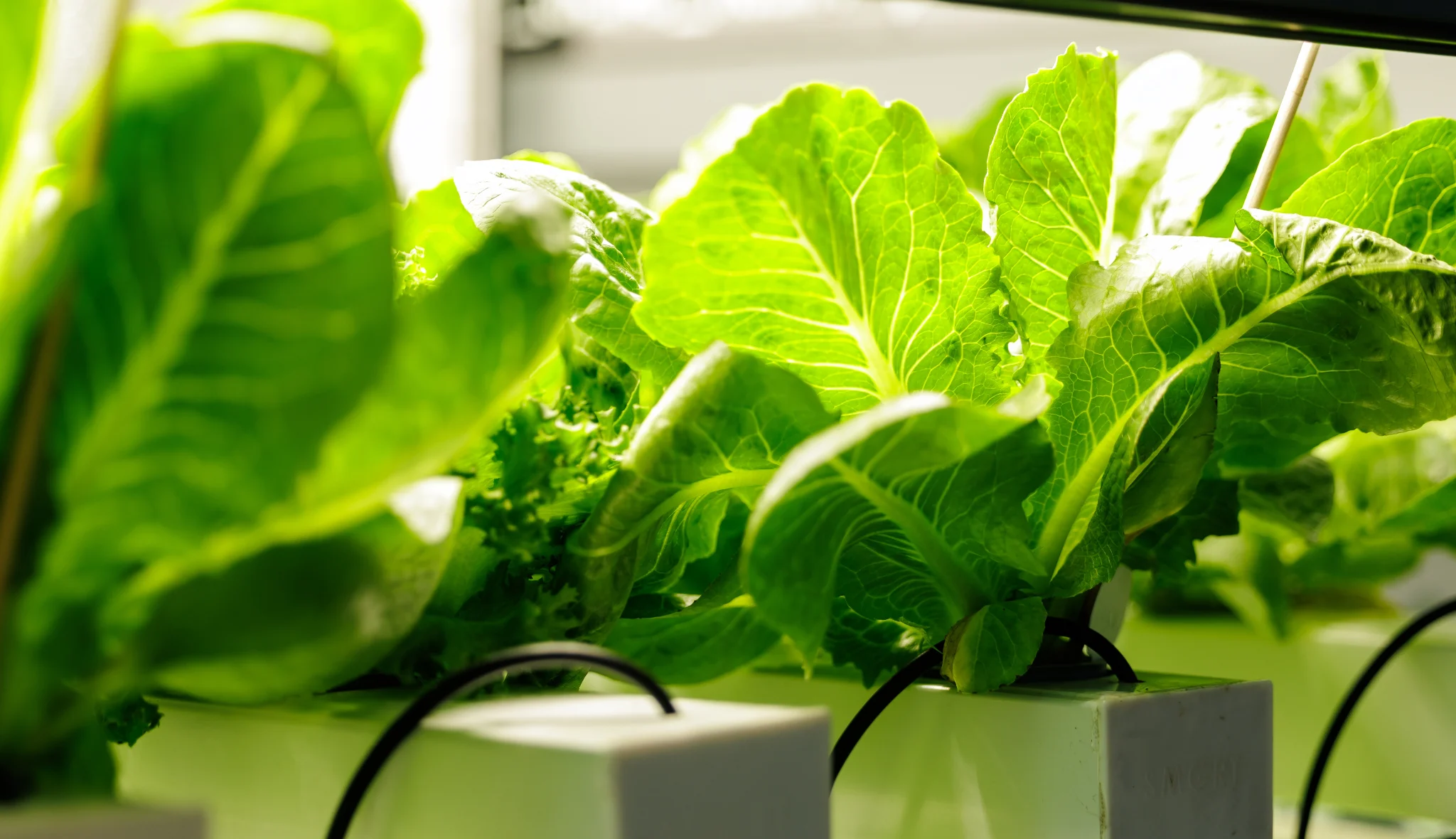 Leafy crop in growing gutters with drip lines in a water-based growing system