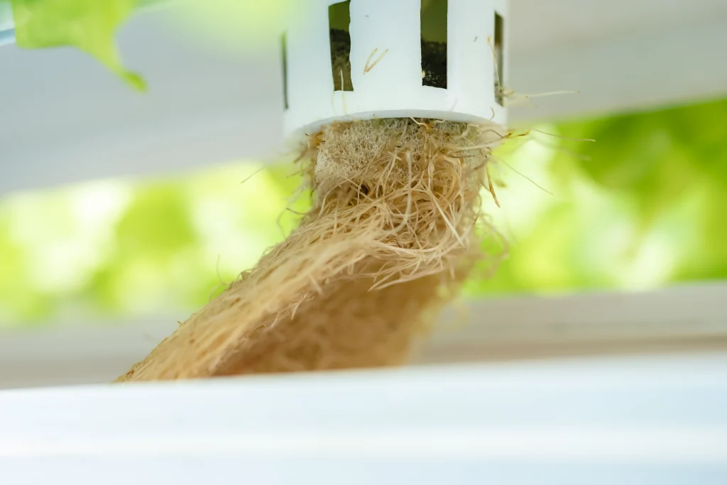 Root mass of a plant growing out of the net pot into the growing gutter